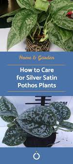 How To Care For Silver Satin Pothos Pothos Plant Care Plants Cactus House Plants