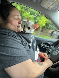 Please share 🙏🏼 help us find him. He is missed dearly by everyone. Keep a  lookout, we have done everything and will continue to do so ❤️🙏🏼