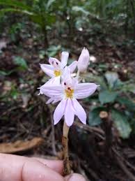 Image result for Brachycorythis buchananii