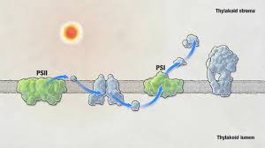 Replication occurs as each base is paired with another exactly like it. Biointeractive Photosynthesis Answers Quizlet