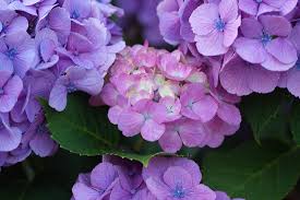 There are the flowers that can leave anybody speechless. 8 Beautiful Flowers Of The Four Seasons To Be Seen In Japan Tsunagu Japan