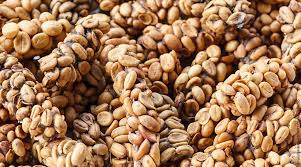 Kopi comes from the english word coffee and luwak is the indonesian word for civet. Teuerster Kaffee Der Welt Black Ivory Oder Kopi Luwak