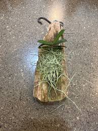 Image result for Oeceoclades decaryana