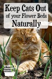 8 Natural Ways To Keep Cats Out Of Your Garden Cat Repellant Garden Cat Repellant Outdoor Cat Repellant