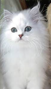 Kittens More Pics Gorgeous Cats Persian Cat White Beautiful Cats