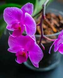 For flowering plants, geraniums, begonias, impatiens and even azaleas will thrive both indoors and out, with the proper care. 16 Indoor Blooming Plants That Are Easy To Maintain