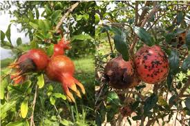 PP349/PP349: Diseases of Pomegranate (Punica granatum) in Florida