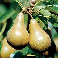 Filed in december 12 (1975), the stark bro's stark trees bear fruit. Beurre Bosc Pear From Stark Bro S Pear Trees Pear Varieties Pear