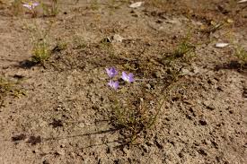 Die etwa 260 arten kommen hauptsächlich auf der südhalbkugel (circumaustral) vor. Mallee Annual Bluebell Wahlenbergia Tumidifructa Inaturalist