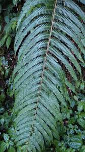 Image result for Vandenboschia gigantea
