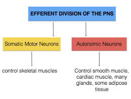 Lecture 12 The Autonomic Nervous System Flashcards Quizlet