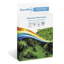 Eurostar Akvaryum Bitki Tohumu Hem Anthus Callitrichoides Evcilbesinleri Com