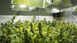 How Much Area Does A 1000 Watt Grow Light Cover Grow Light Info