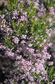 Search Our Plant Database Heather Plant Plants Perennial Shrubs