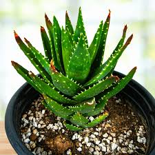 Image result for Aloe nuttii