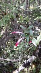 Image result for Plicosepalus amplexicaulis