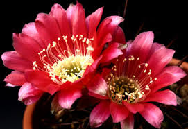 Twelve flowers of the year my granny likes nature very much. Bcss Junior Site Cacti Cactus Flowers
