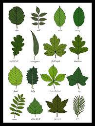 They are actually a member of a completely different family, hippocastanaceae, which contains horse chestnuts and buckeyes. 13 Trees Ideas Tree Identification Plant Science Biology Plants