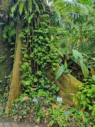 Image result for Bersama lucens