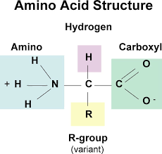 Chemistry Of Nutrition Brilliant Math Science Wiki