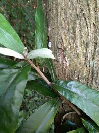 Image result for Brachylaena huillensis