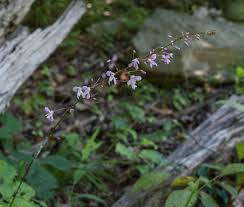 Image result for Hylodesmum