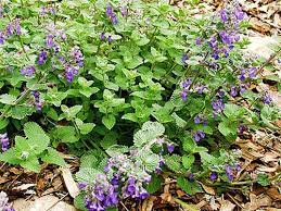 Tanaman daun pudina (mentha arvensis) merupakan sejenis tumbuhan herba yang sering digunakan dalam banyak resepi masakan dan juga diproses untuk dijadikan pelbagai produk kesihatan dan kecantikan. Kami Mengenali Pelbagai Jenis Pudina Dalam Gambar Dengan Nama Dan Keterangan