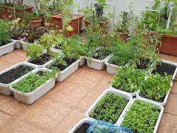 Best Ideas For Growing Veg Flowers In Sink Live Enhanced Organic Gardening Amazing Garden Ideas Terrace Garden