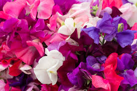 Discover the symbolism behind your favorite flowers and learn about them, their meaning and their importance to. 20 Types Of Thank You Flowers Plantsnap