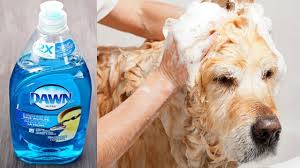 3 Best Home Remedies To Get Rid Of Fleas On Dogs Dawn Soap For Flea Infested Dogs And Puppies Youtu Home Remedies For Fleas Dog Flea Remedies Flea Remedies