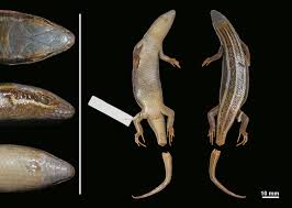 Image result for Harveya huillensis