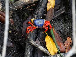 Image result for Euploca katangensis