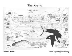 Artic Animals Arctic Habitat Arctic Animals Artic Animals