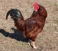 Rhode Island Red Rhode Island Red Rhode Island Red Chickens Best Egg Laying Chickens
