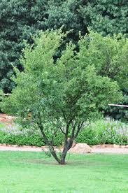 Image result for Diospyros lycioides