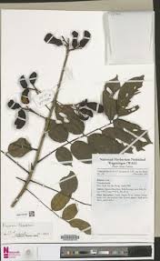 Image result for Rourea thomsonii