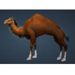 They're dark brown in color, with long legs and antennae that can make adults more than 4 inches long, helmberger said. Bdo Fashion Deep Brown Camel Black Desert Online