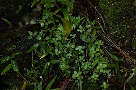Image result for Crassula alsinoides