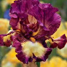 Sun Perennials Rodeo Girl Bearded Iris Iris Flowers Iris Garden Spring Hill Nursery