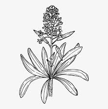 The seed of both black and white mustard is similar in size, about 1.0 to 3.0 mm (1/8 inch) (11) so it is not the smallest seed but it is the smallest seed of those which you plant in the ground clearly indicating that the lord was not comparing the mustard seed to all plants but only to those which were commonly grown. Mustard Plant Black Mustard Seed Mustard Oil Mustard Plant Black And White Png Image Transparent Png Free Download On Seekpng