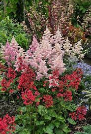 Check spelling or type a new query. Great Perennials For Shade All Of Them Deer Resistant Flowers Gardening Perennials Peren Deer Resistant Perennials Deer Resistant Garden Flowers Perennials