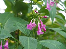 Image result for Strobilanthes hamiltoniana