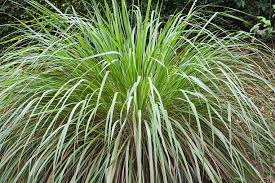Image result for Cymbopogon nardus