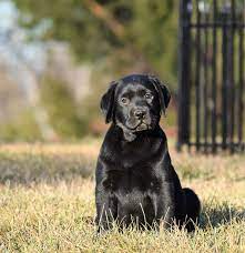 Our puppies are raised to be excellent companions, show, and performance prospects. Blue Ridge Lane Labrador Retrievers Blue Ridge Lane Labrador Retrievers