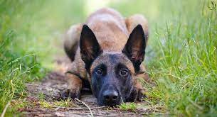 Get healthy pups from responsible and professional breeders at puppyspot. Belgian Malinois Temperament Is This Breed Right For Your Family