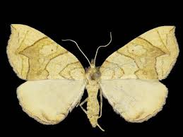 Image result for Dignathia gracilis