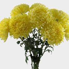 Chrysanthemums (or mums as they are often referred to) are a family of flowers whose blooms remind us of beautiful fall days. Football Mum Yellow Flower Wholesale Blooms By The Box