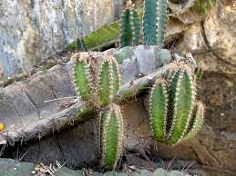 I was doing the lab trial in the a7 crypt. I Didn T Know Baby Cacti Could Grow From A Dead Cactus Cactus