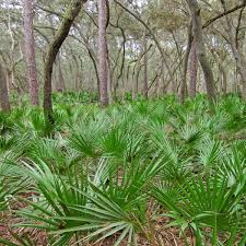 Image result for Serenoa repens