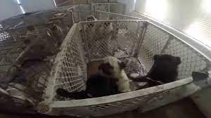Dogs Rescued By Maricopa County Sheriff S Office Youtube